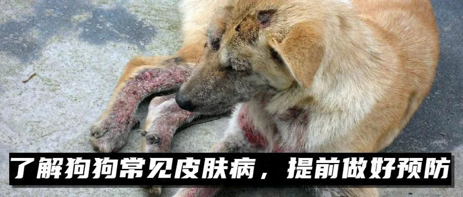 了解狗狗常见皮肤病，提前做好预防-派特超人-宠物