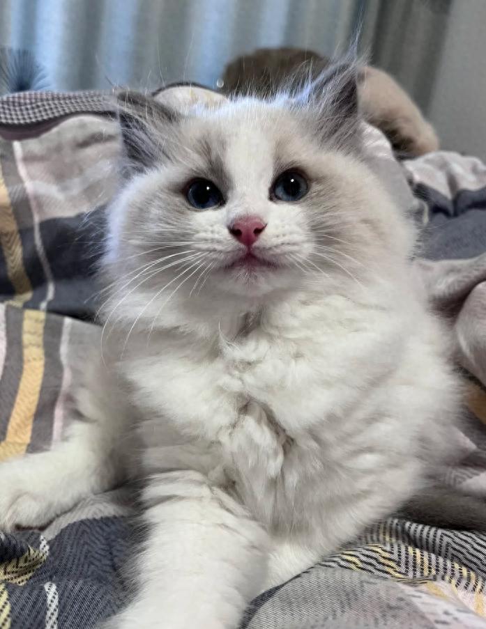 猫咪感冒治疗_猫咪慢性鼻炎治疗_小猫咪打喷嚏原因
