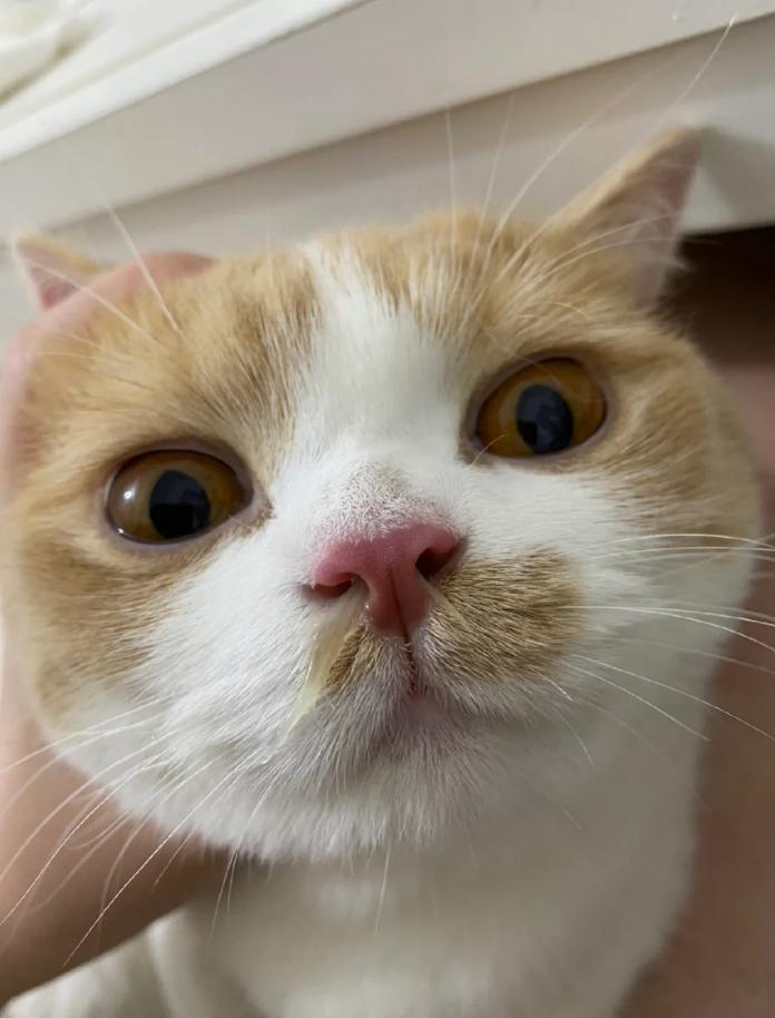 猫咪慢性鼻炎治疗_小猫咪打喷嚏原因_猫咪感冒治疗