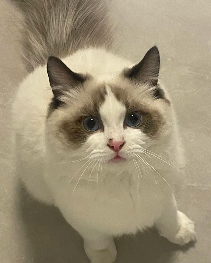 小猫咪打喷嚏原因_猫咪慢性鼻炎治疗_猫咪感冒治疗