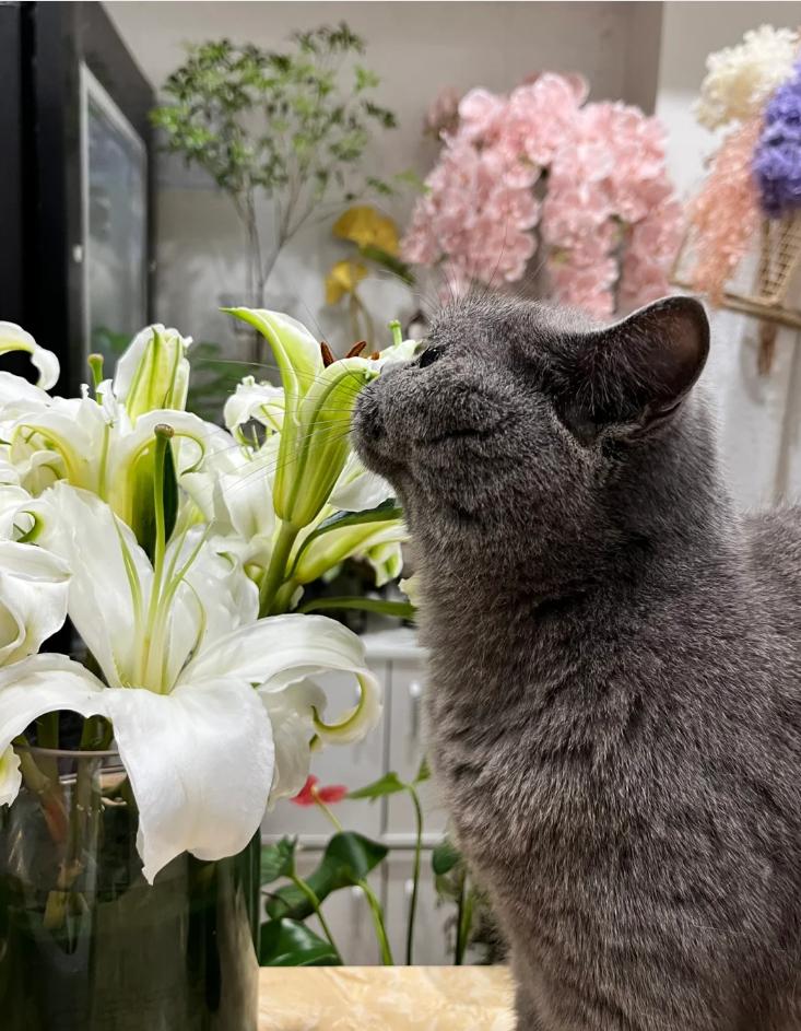 小猫咪打喷嚏原因_猫咪慢性鼻炎治疗_猫咪感冒治疗
