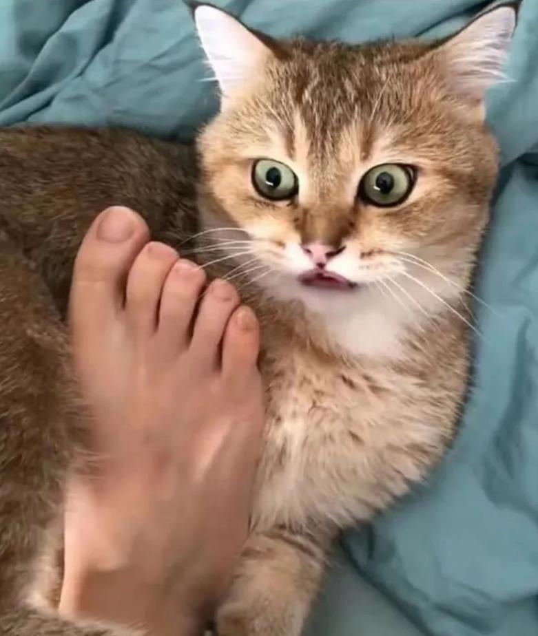 猫咪慢性鼻炎治疗_小猫咪打喷嚏原因_猫咪感冒治疗