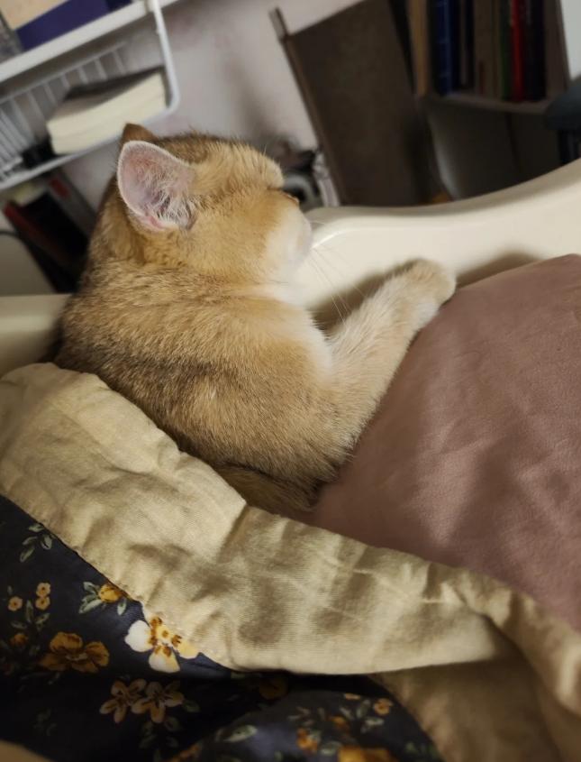 猫咪感冒治疗_小猫咪打喷嚏原因_猫咪慢性鼻炎治疗