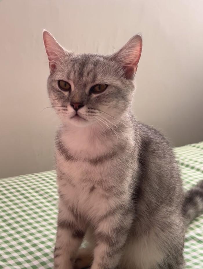 小猫咪打喷嚏原因_猫咪感冒治疗_猫咪慢性鼻炎治疗