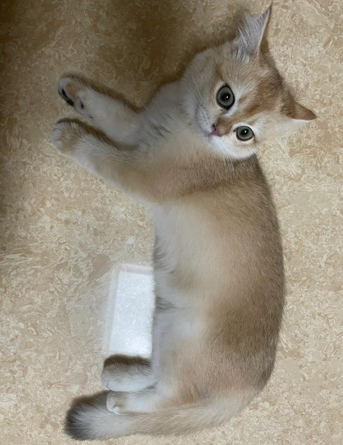 猫咪感冒治疗_小猫咪打喷嚏原因_猫咪慢性鼻炎治疗