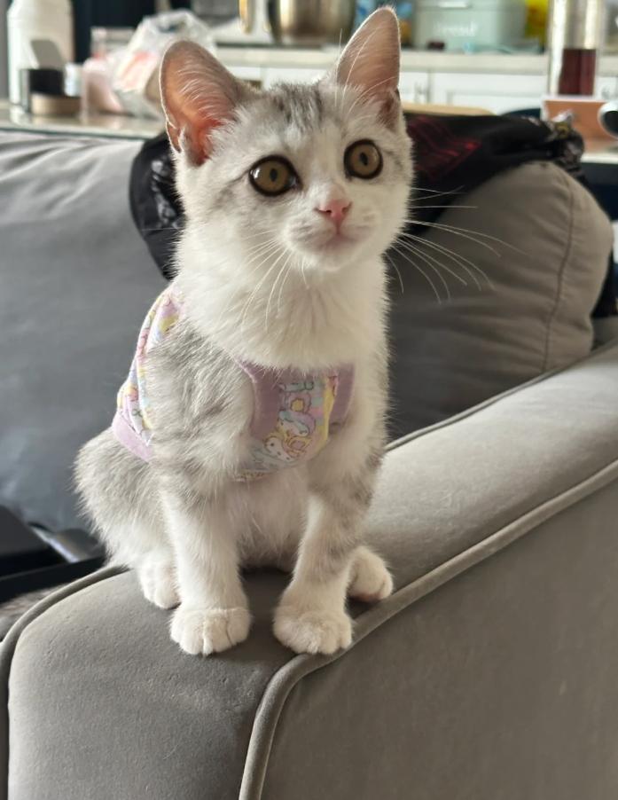 猫咪慢性鼻炎治疗_猫咪感冒治疗_小猫咪打喷嚏原因