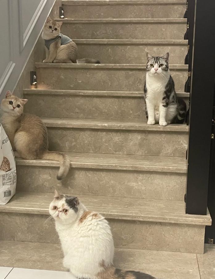 猫咪感冒治疗_猫咪慢性鼻炎治疗_小猫咪打喷嚏原因