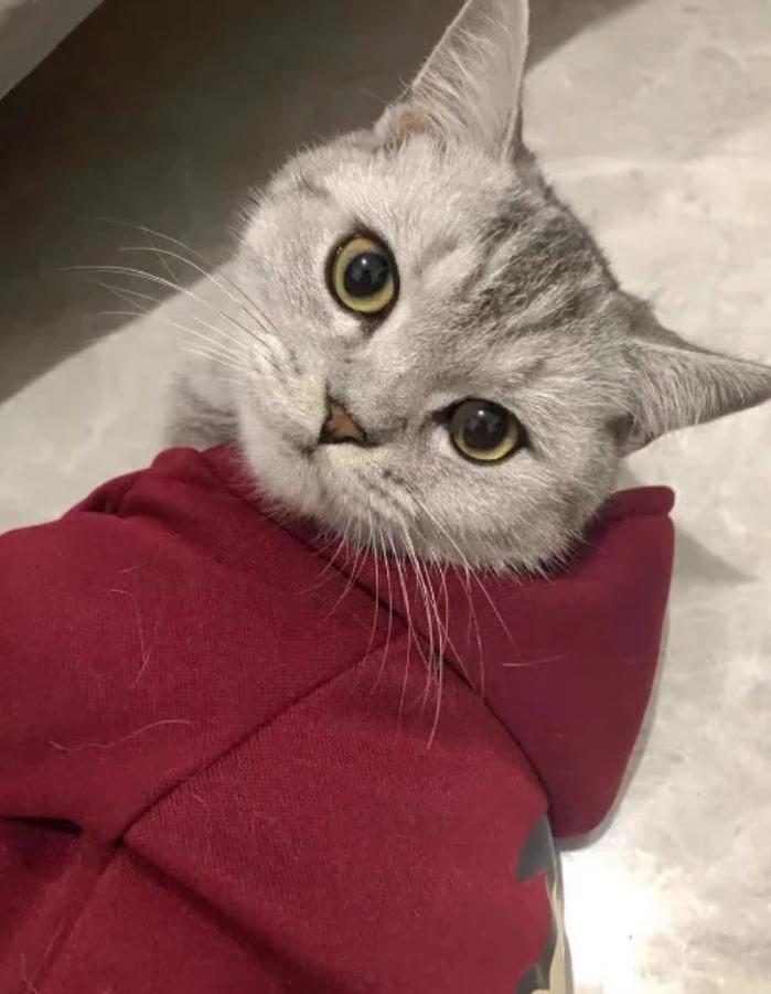 小猫咪打喷嚏原因_猫咪慢性鼻炎治疗_猫咪感冒治疗