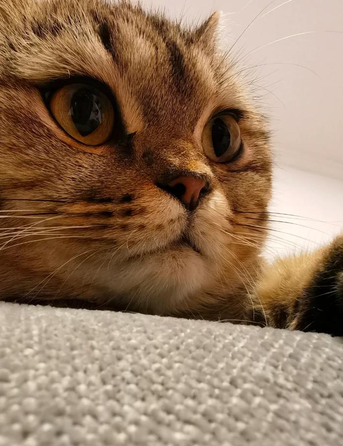 猫咪感冒治疗_猫咪慢性鼻炎治疗_小猫咪打喷嚏原因