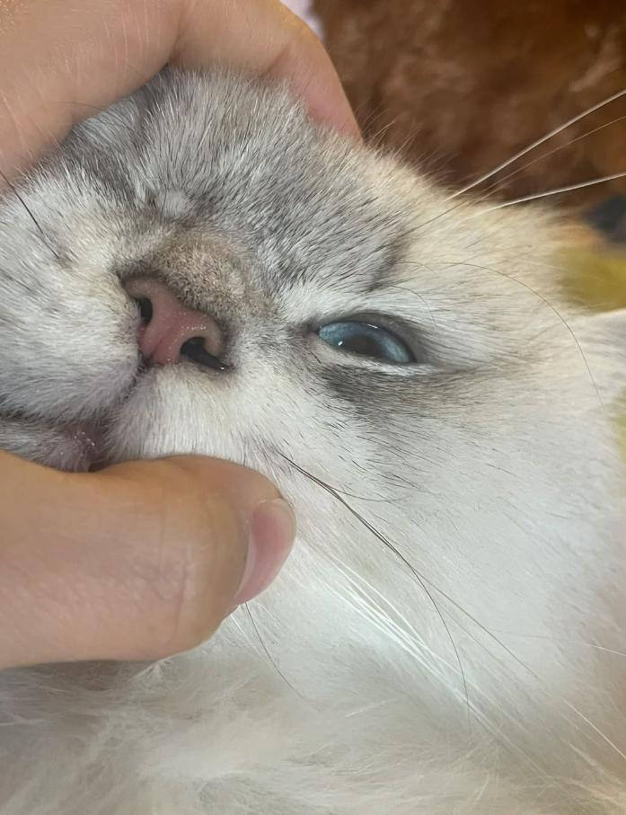 猫咪感冒治疗_小猫咪打喷嚏原因_猫咪慢性鼻炎治疗