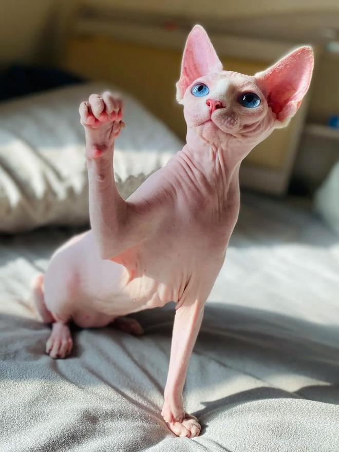 无毛猫健康问题_无毛猫减肥方法_猫咪的日常运动需求解析