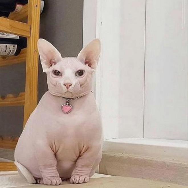 无毛猫健康问题_无毛猫减肥方法_猫咪的日常运动需求解析