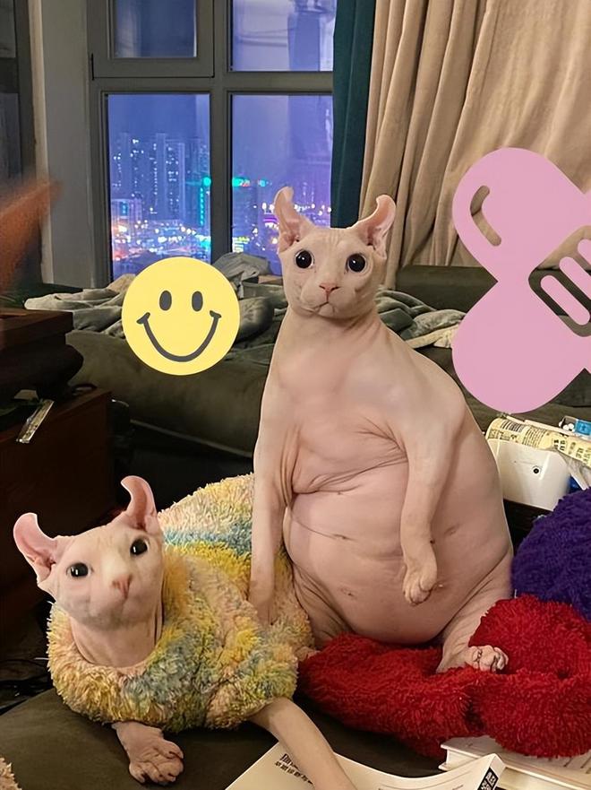 猫咪的日常运动需求解析_无毛猫减肥方法_无毛猫健康问题