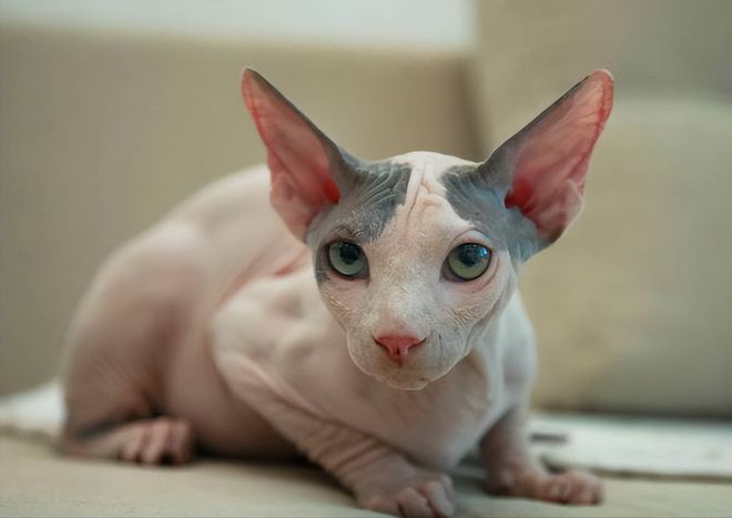 猫咪的日常运动需求解析_无毛猫减肥方法_无毛猫健康问题