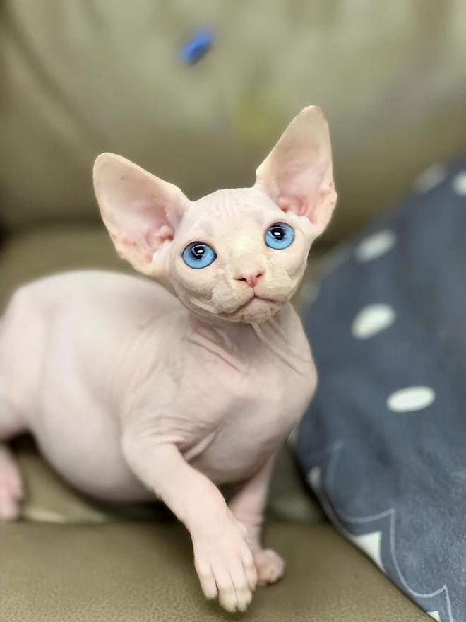 猫咪的日常运动需求解析_无毛猫减肥方法_无毛猫健康问题