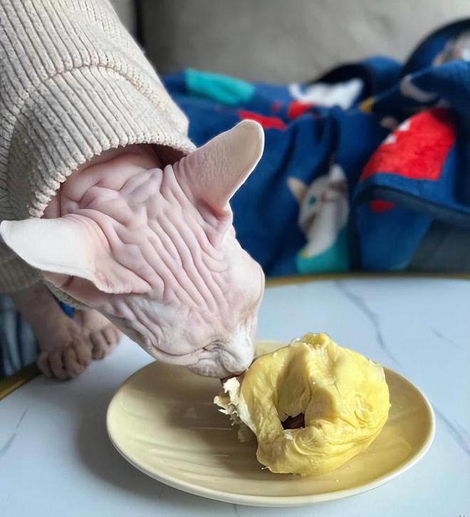 无毛猫减肥方法_猫咪的日常运动需求解析_无毛猫健康问题
