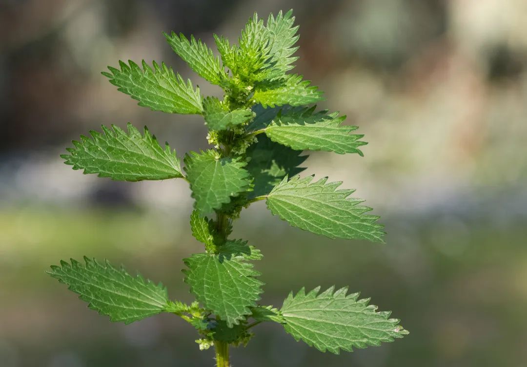 荨麻疹中医治疗方法_狗狗皮肤起疙瘩？荨麻疹和虫咬反应_荨麻疹过敏原因