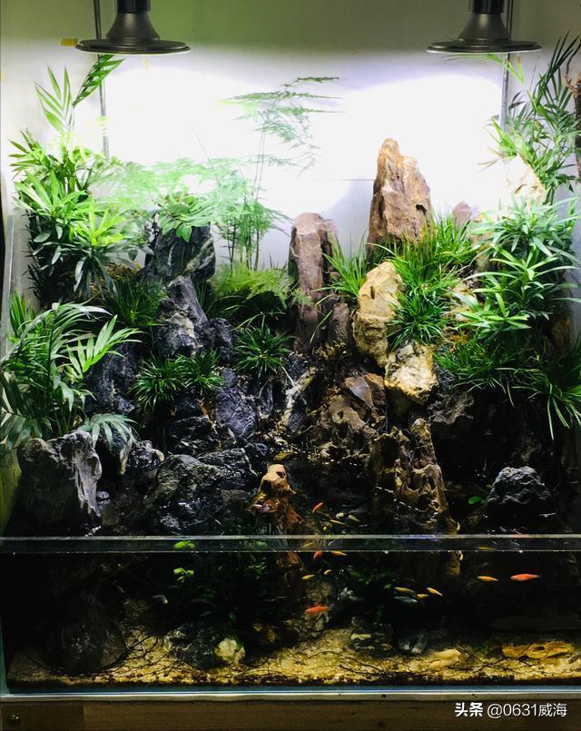 水草缸鱼缸灯光很重要，简单分析我的水草灯的选择，供新人参考-派特超人-宠物