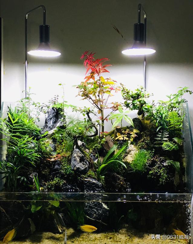 水草缸灯光选择_鱼缸灯光设置的学问_水草缸LED灯使用