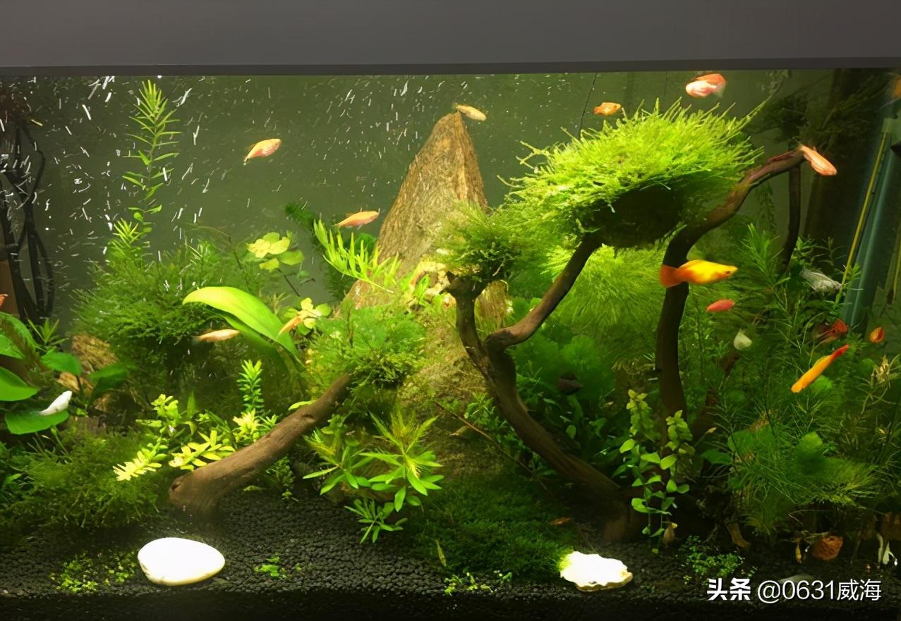 水草缸LED灯使用_鱼缸灯光设置的学问_水草缸灯光选择