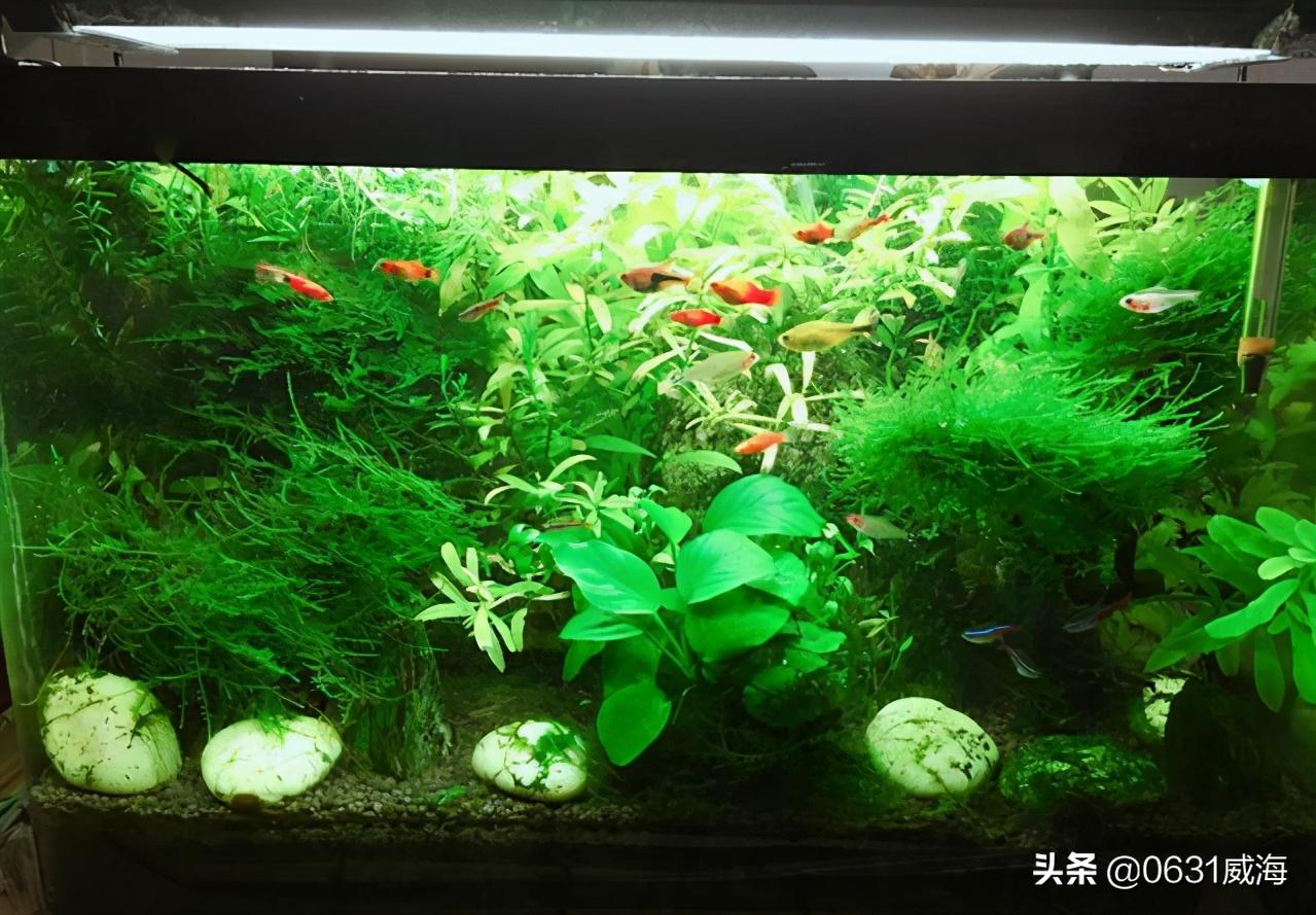 水草缸灯光选择_鱼缸灯光设置的学问_水草缸LED灯使用