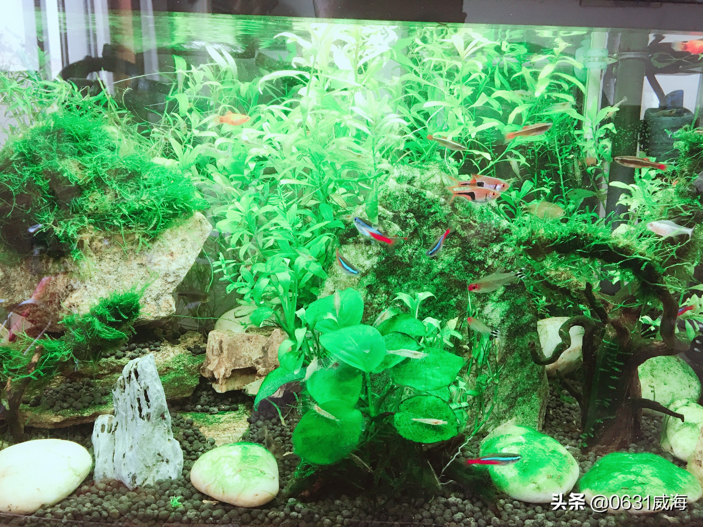水草缸LED灯使用_鱼缸灯光设置的学问_水草缸灯光选择