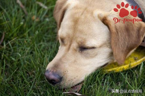 狗狗哮喘症状_狗狗喜欢伸脖子？呼吸道问题和异物_预防狗狗哮喘发作