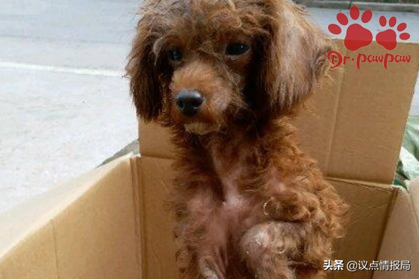 预防狗狗哮喘发作_狗狗喜欢伸脖子？呼吸道问题和异物_狗狗哮喘症状