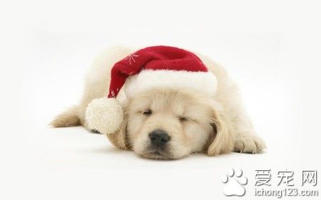 狗为什么总打喷嚏 狗狗的鼻子很敏感-派特超人-宠物