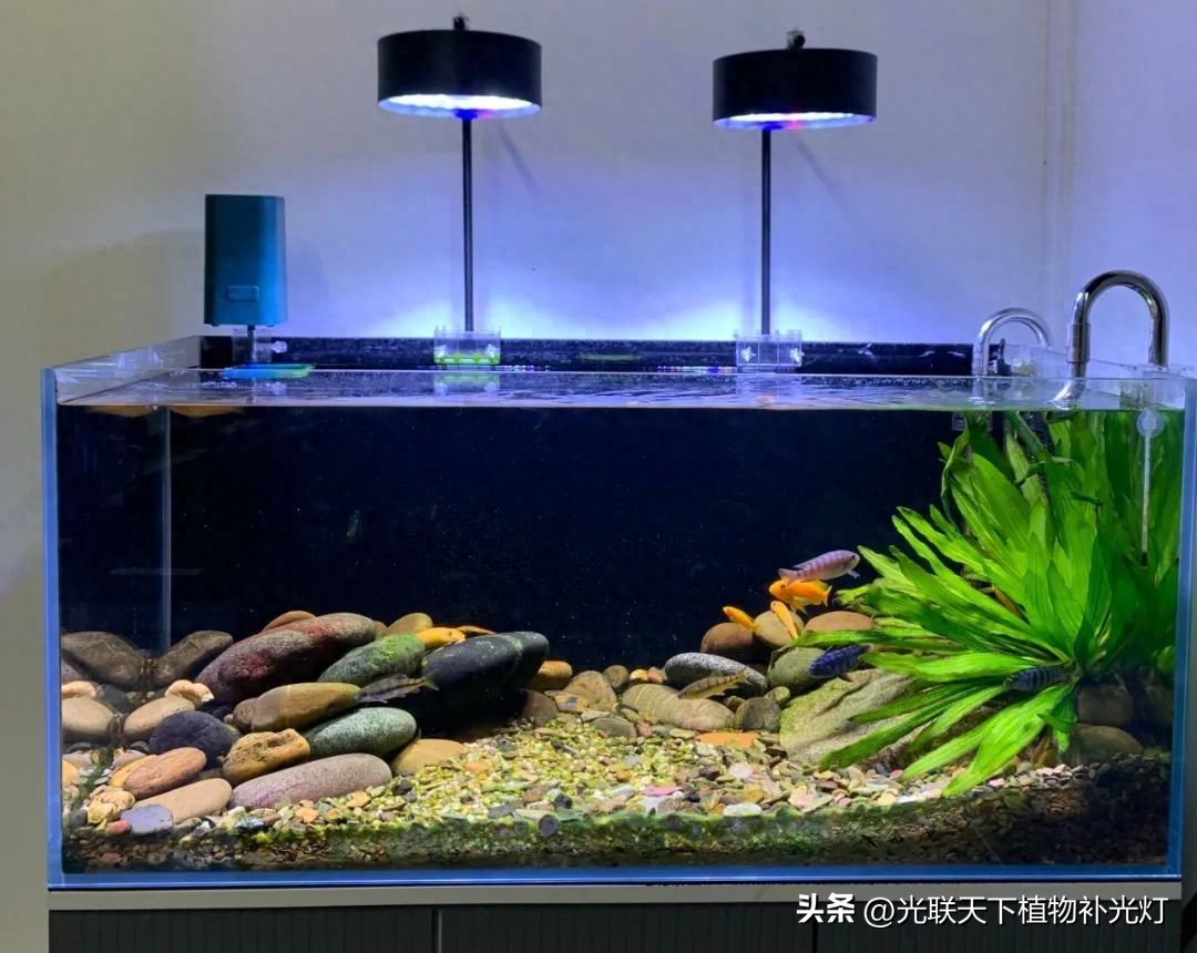 鱼缸灯光设置的学问_鱼缸灯功率选择标准_鱼缸LED灯种类选择