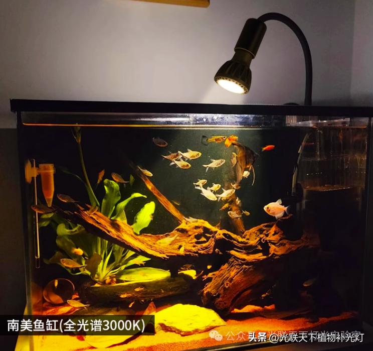 鱼缸灯光设置的学问_鱼缸灯功率选择标准_鱼缸LED灯种类选择