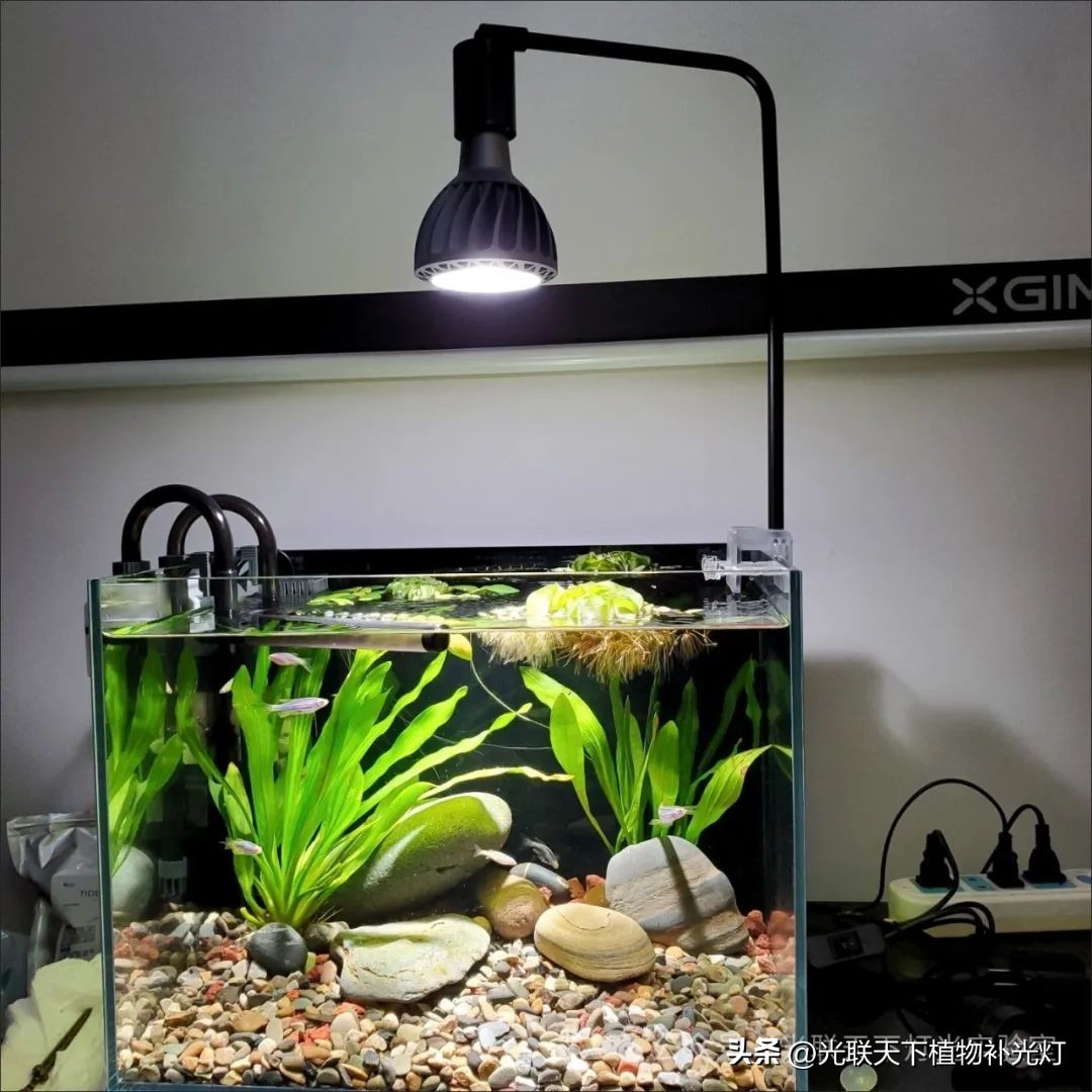 鱼缸灯光设置的学问_鱼缸灯功率选择标准_鱼缸LED灯种类选择