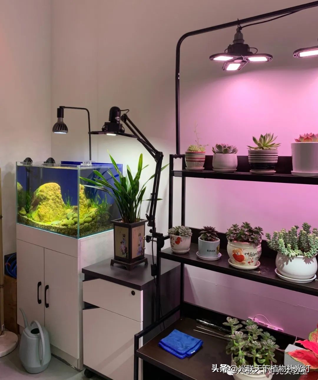 鱼缸LED灯种类选择_鱼缸灯光设置的学问_鱼缸灯功率选择标准