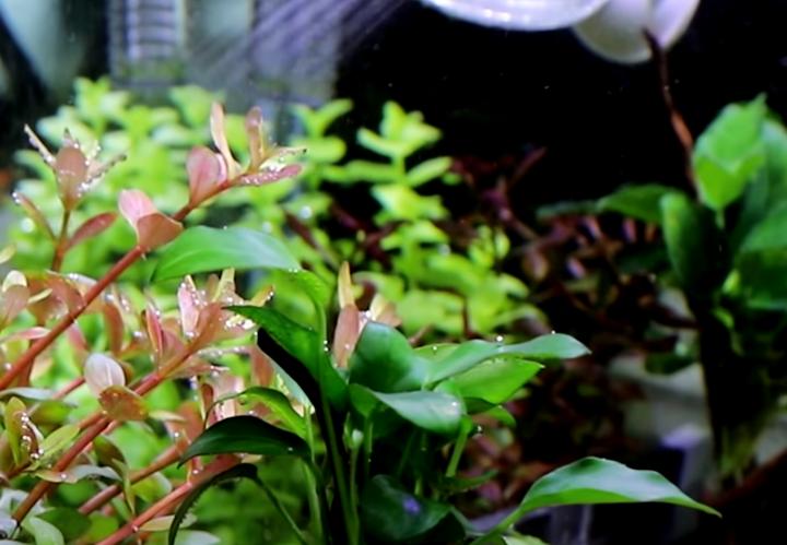 水草为什么会烂掉？这七个养水草的错误习惯，要注意了-派特超人-宠物