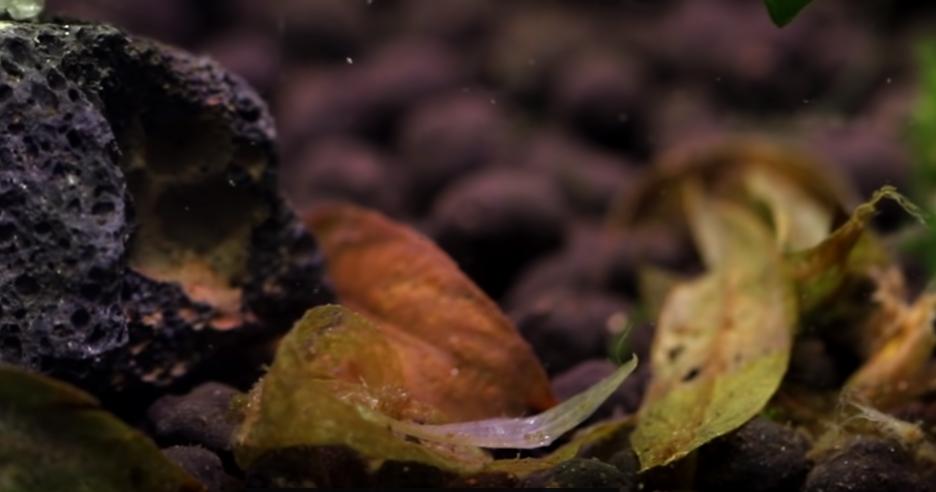 鱼缸水草烂掉原因分析_水草养护技巧_水草缸最易犯的5个错误