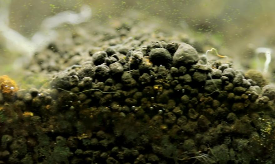 水草缸最易犯的5个错误_水草养护技巧_鱼缸水草烂掉原因分析