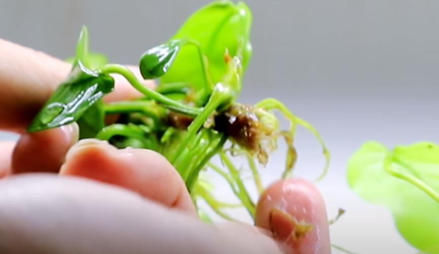 水草养护技巧_鱼缸水草烂掉原因分析_水草缸最易犯的5个错误