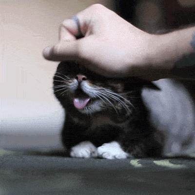猫咪散热喘气_狗狗喜欢伸脖子？呼吸道问题和异物_猫咪狗喘原因