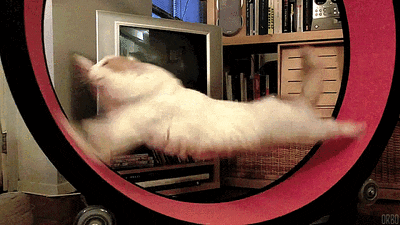 狗狗喜欢伸脖子？呼吸道问题和异物_猫咪狗喘原因_猫咪散热喘气