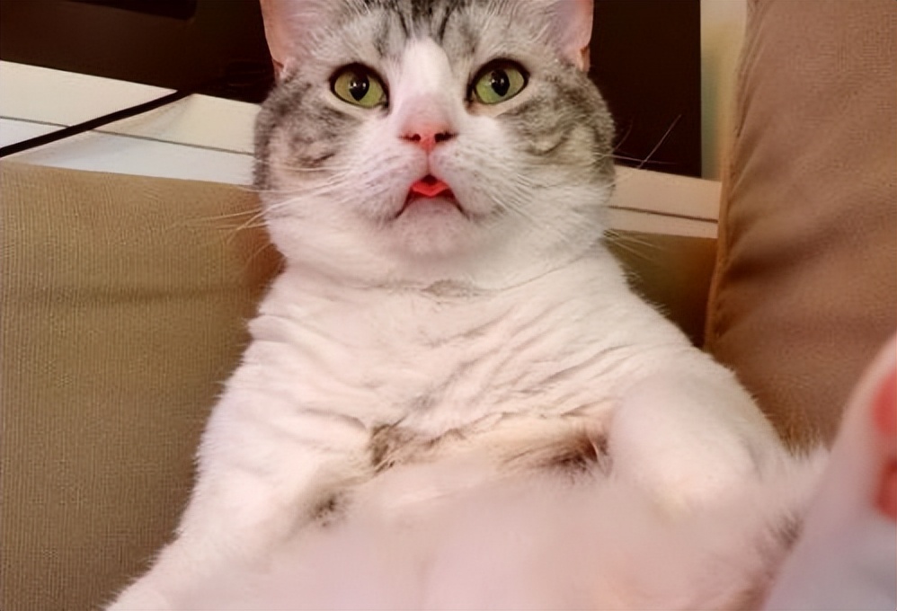 狗狗喜欢伸脖子？呼吸道问题和异物_猫咪散热喘气_猫咪狗喘原因