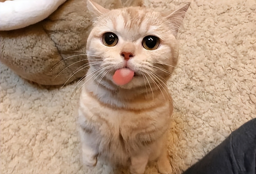 猫咪狗喘原因_猫咪散热喘气_狗狗喜欢伸脖子？呼吸道问题和异物