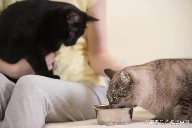 猫咪为什么爱埋食物_猫咪埋食物原因_室内猫埋便便行为