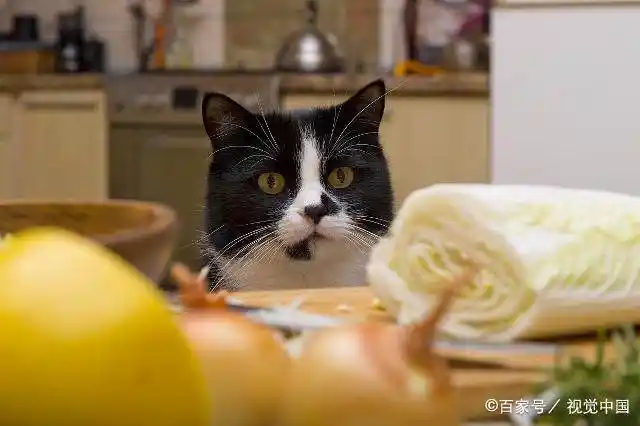 室内猫埋便便行为_猫咪为什么爱埋食物_猫咪埋食物原因