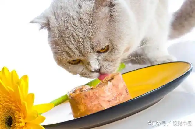 室内猫埋便便行为_猫咪埋食物原因_猫咪为什么爱埋食物