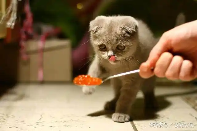 室内猫埋便便行为_猫咪为什么爱埋食物_猫咪埋食物原因