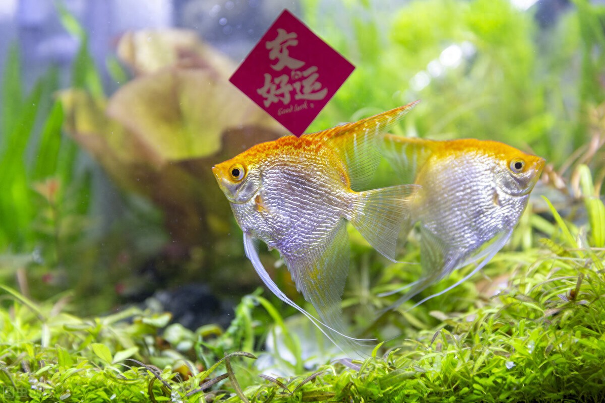 什么颜色的灯具显色更漂亮？一文教你如何选购鱼缸照明灯具-派特超人-宠物