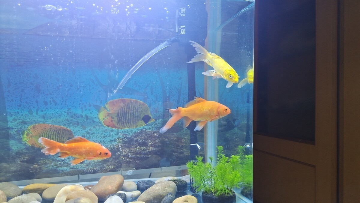 海水鱼缸灯具选购_T5灯管使用与选择_鱼缸灯光设置的学问