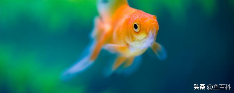 金鱼缸开灯对鱼好不好，用什么样的灯比较合适-派特超人-宠物