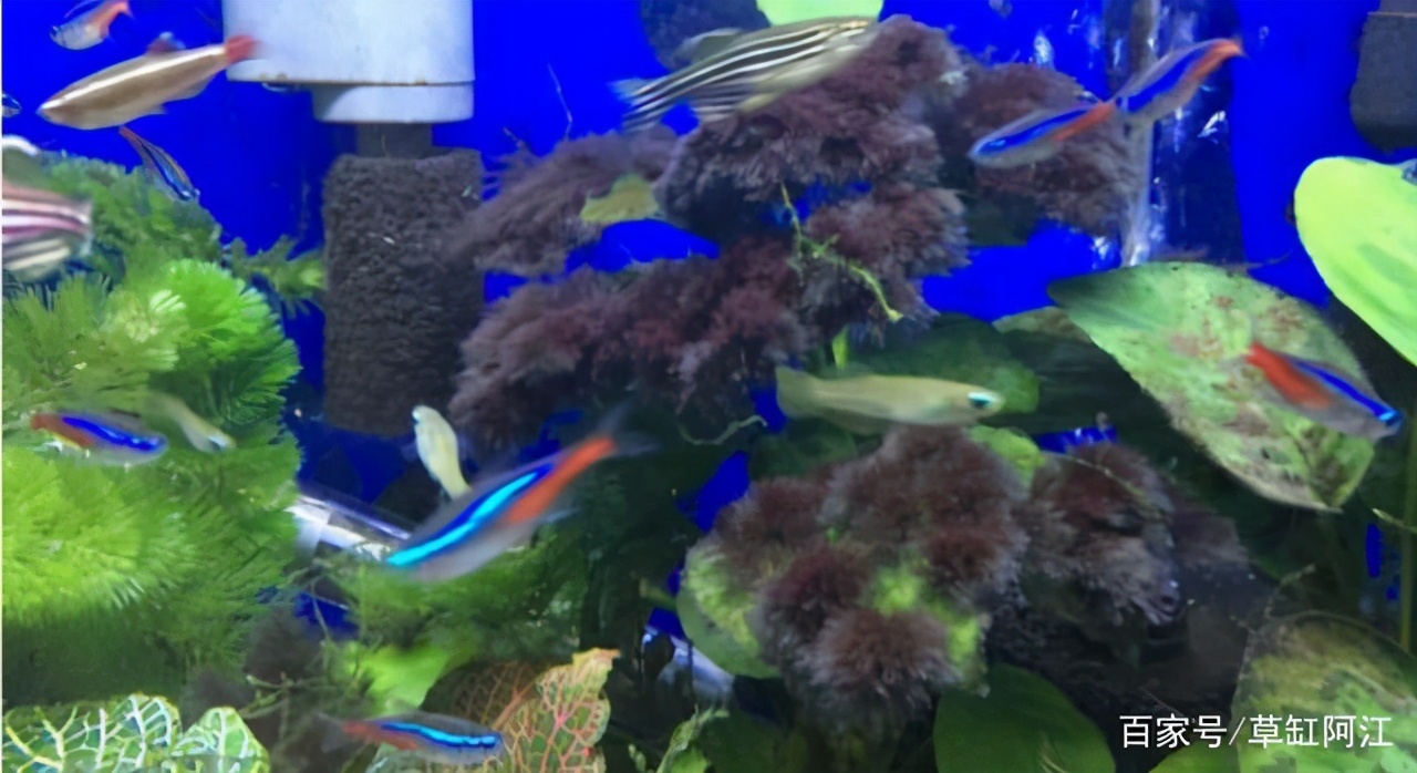水草缸最易犯的5个错误_水草缸水藻处理方法_草缸常见水藻种类及解决技巧