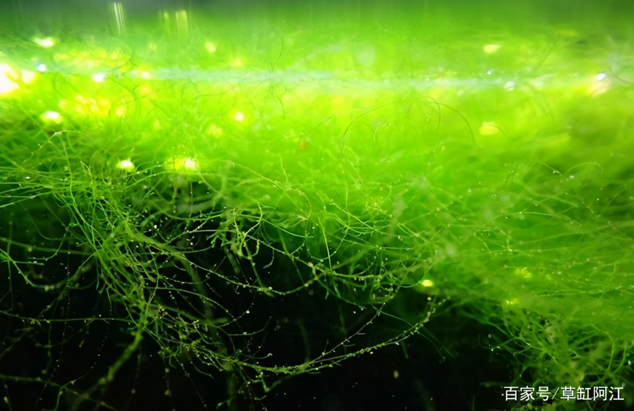 水草缸最易犯的5个错误_水草缸水藻处理方法_草缸常见水藻种类及解决技巧